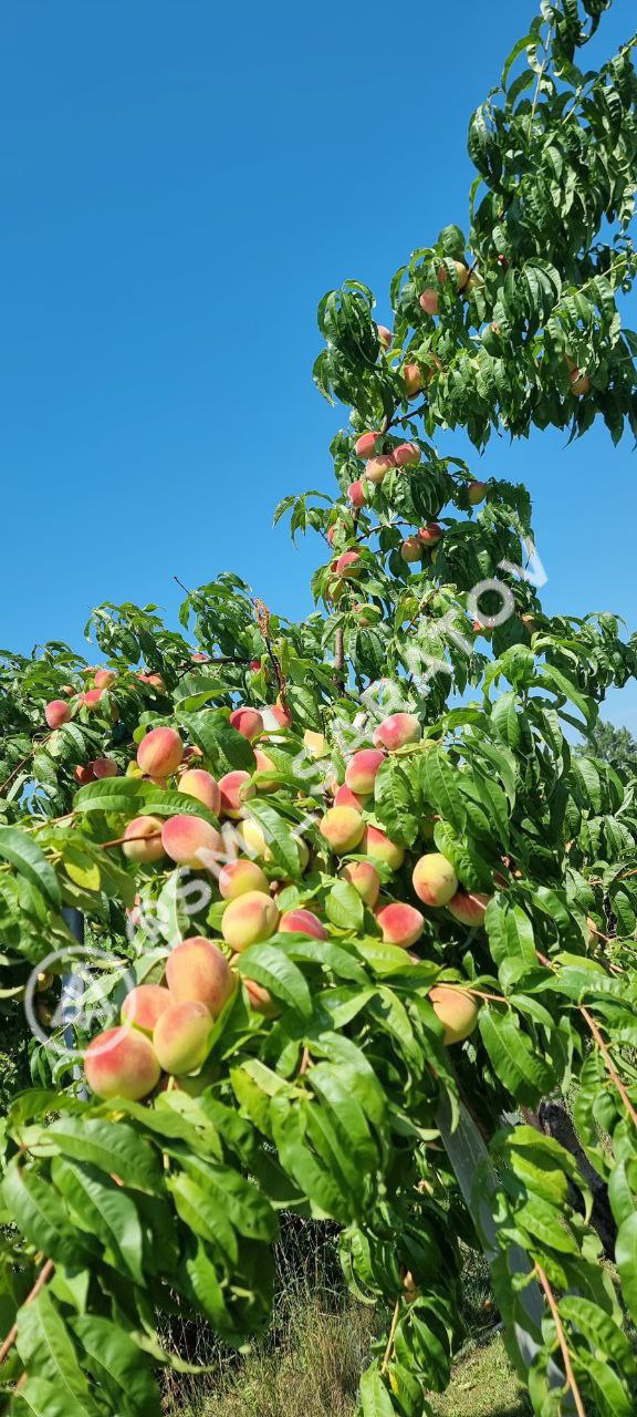 photo_1757179270369