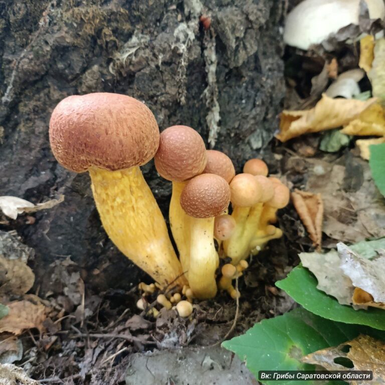 photo_1757566862119