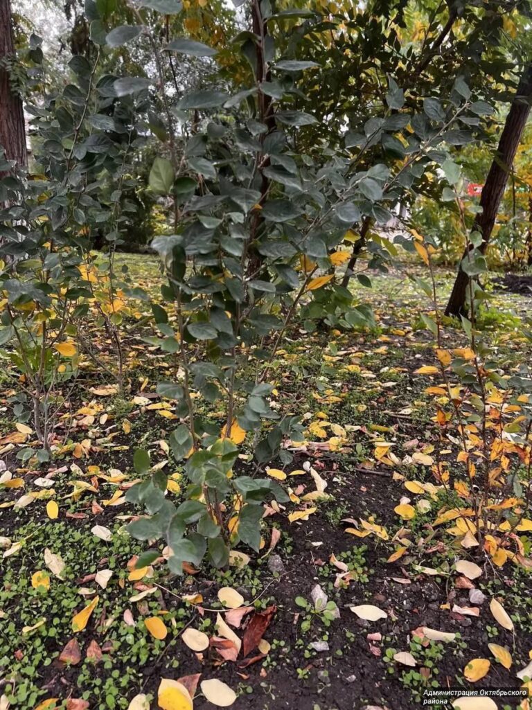 photo_1760426463949
